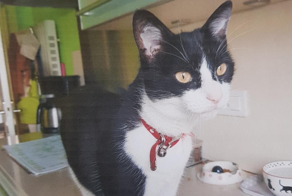 Vermisstmeldung Katze Männliche , 9 jahre Isle Frankreich Vermisstmeldung Katze Männliche , 9 jahre Isle Frankreich