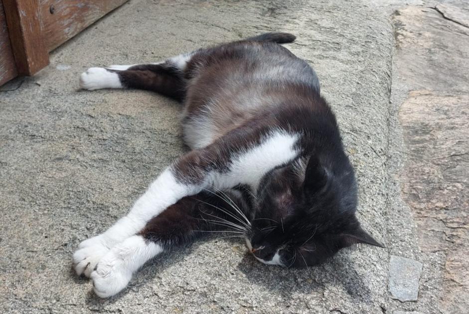 Fundmeldung Katze Männliche Pageas Frankreich