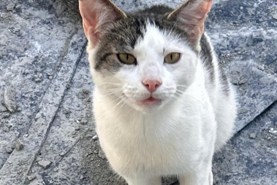Fundmeldung Katze Männliche Limoges Frankreich