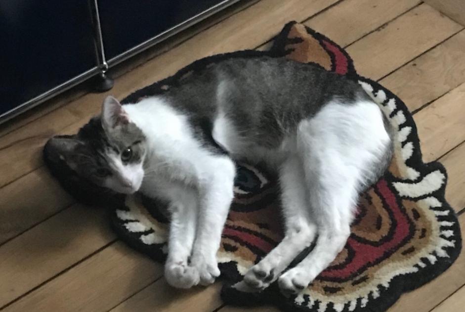 Disappearance alert Cat miscegenation  Male , 3 years Limoges France