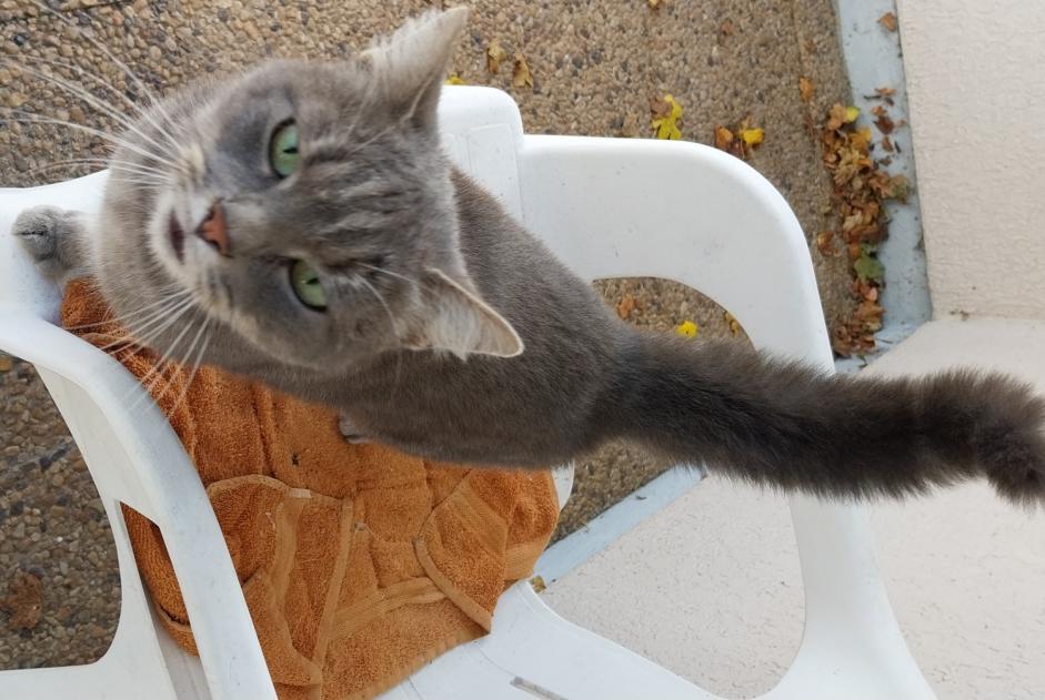 Discovery alert Cat miscegenation  Unknown Limoges France