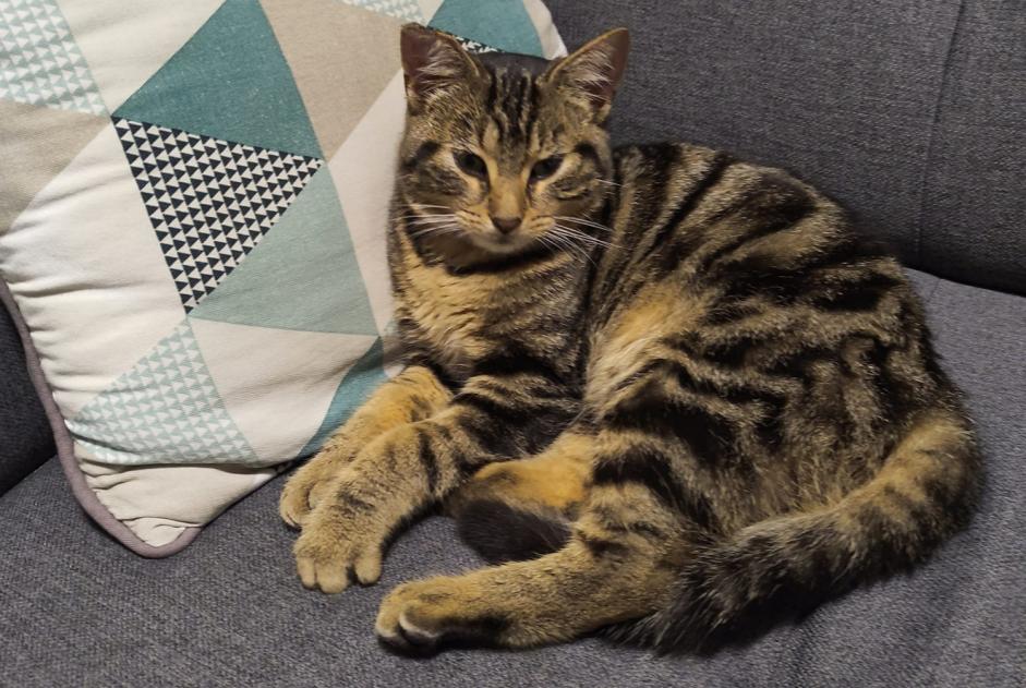 Discovery alert Cat  Male Limoges France