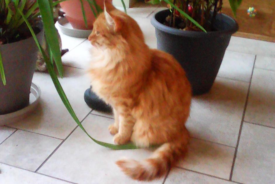 Discovery alert Cat Female Rancon France