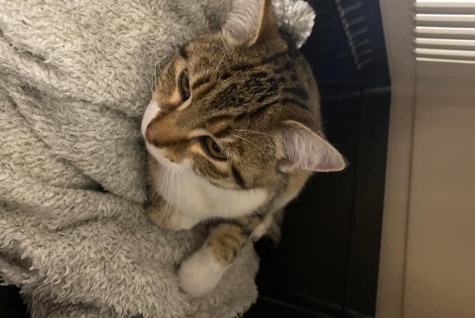 Discovery alert Cat miscegenation  Female Limoges France