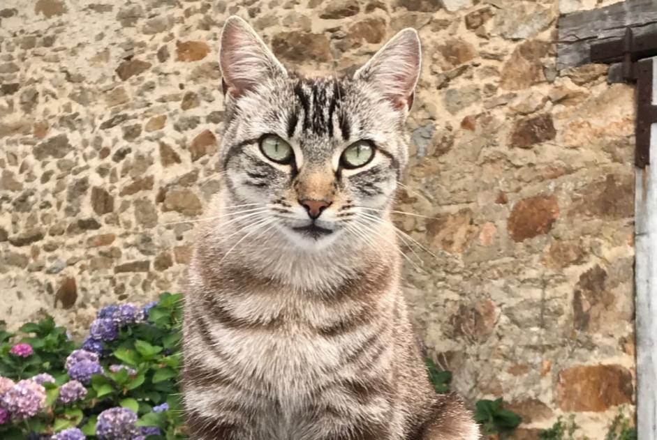 Disappearance alert Cat  Female , 6 years Pageas France