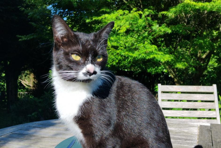 Discovery alert Cat Female Saint-Junien France Discovery alert Cat Female Saint-Junien France