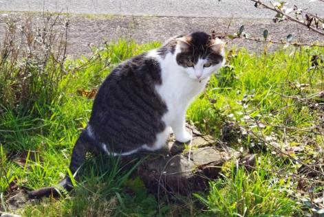 Disappearance alert Cat Female , 9 years Verneuil-sur-Vienne France