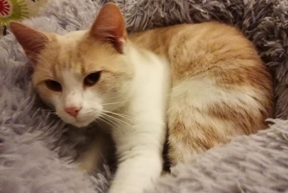 Discovery alert Cat Male Arnac-la-Poste France