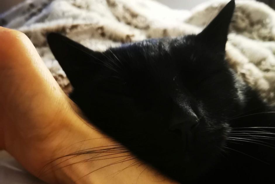 Alerte Disparition Chat croisement  Mâle , 1 ans Limoges France