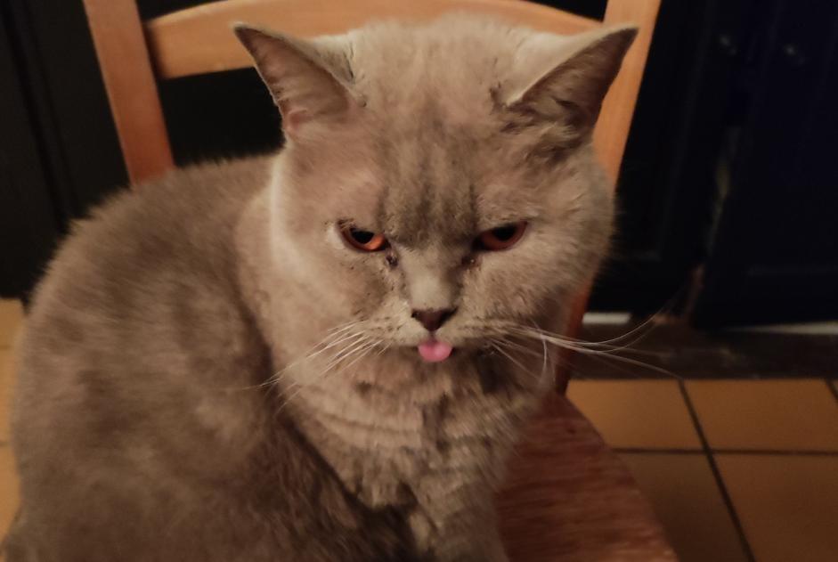 Alerte Disparition Chat  Mâle , 2 ans Limoges France