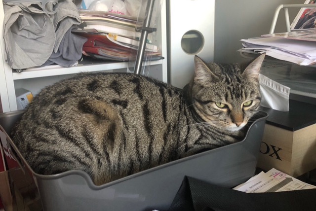 Alerte Disparition Chat croisement Mâle , 1 ans Saint-Junien France Alerte Disparition Chat croisement Mâle , 1 ans Saint-Junien France