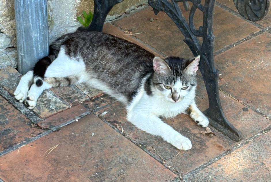 Alerte Découverte Chat Mâle Arnac-la-Poste France Alerte Découverte Chat Mâle Arnac-la-Poste France