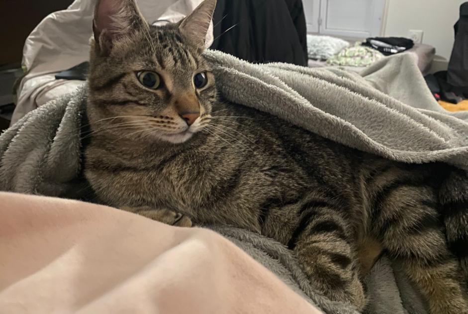 Alerte Disparition Chat Mâle , 4 ans Limoges France Alerte Disparition Chat Mâle , 4 ans Limoges France