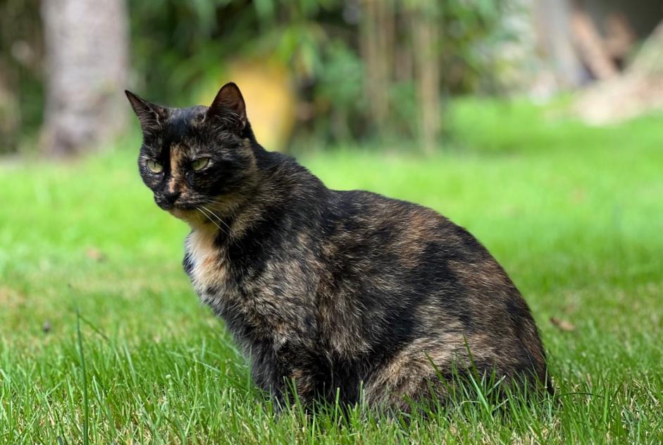 Alerte Disparition Chat Femelle , 9 ans Saint-Junien France Alerte Disparition Chat Femelle , 9 ans Saint-Junien France
