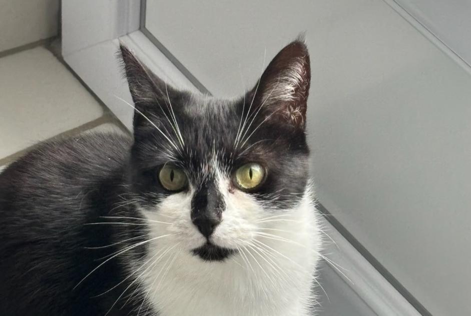 Alerte Disparition Chat Femelle , 6 ans Limoges France