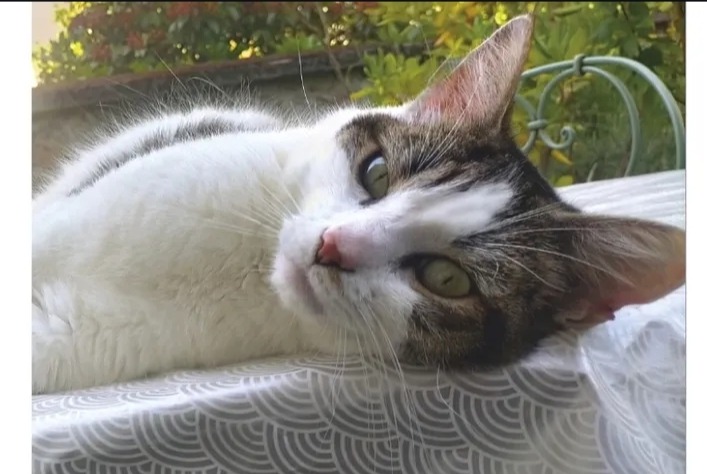Alerte Découverte Chat croisement Mâle Limoges France Alerte Découverte Chat croisement Mâle Limoges France