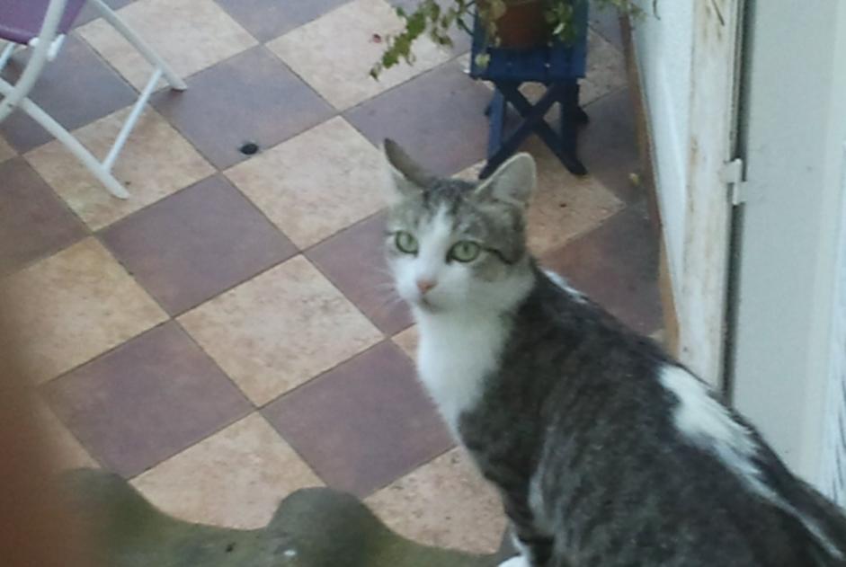 Alerte Disparition Chat croisement  Femelle , 11 ans Limoges France
