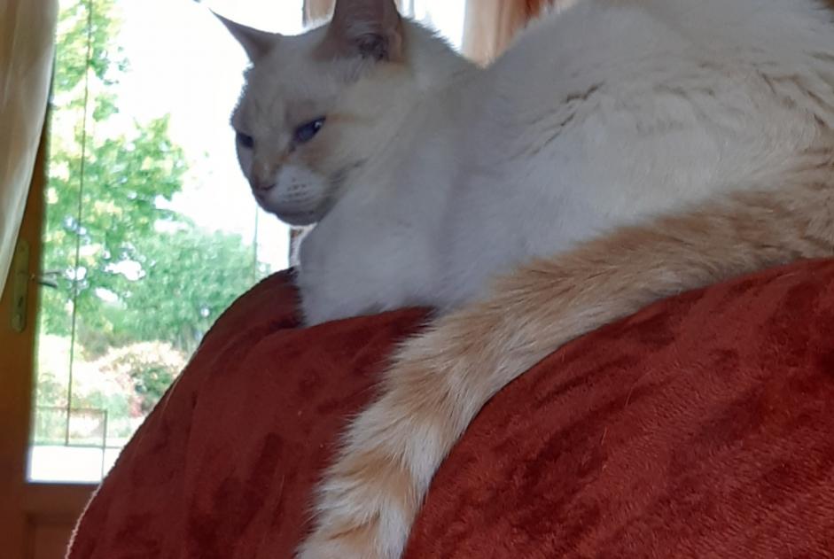 Alerte Disparition Chat croisement  Mâle , 11 ans Aureil France