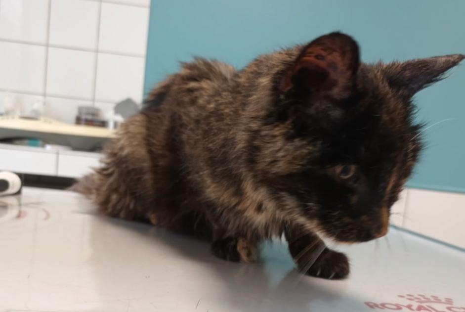 Alerte Découverte Chat Femelle , 15 ans Limoges France