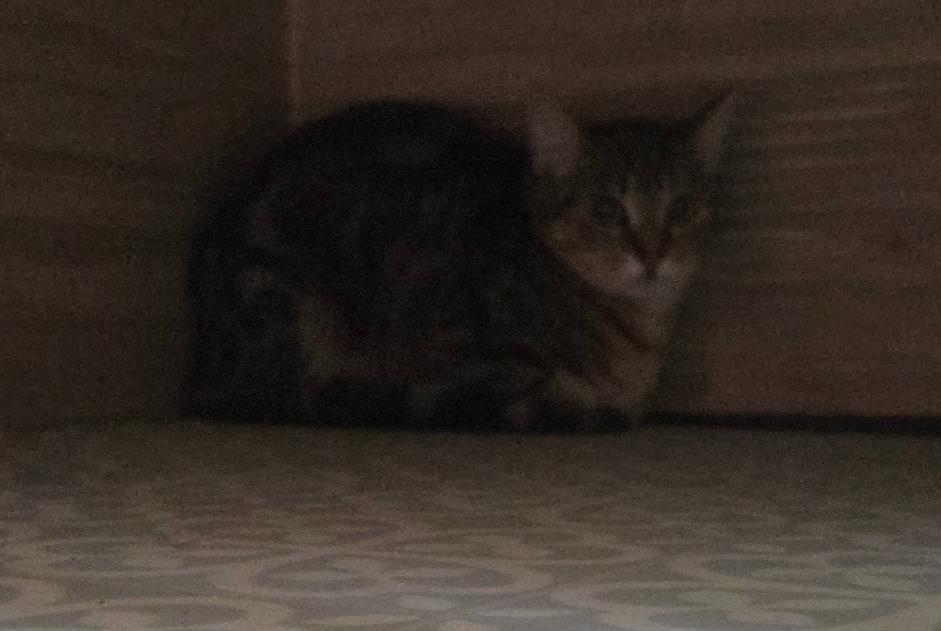 Alerte Découverte Chat Femelle Limoges France