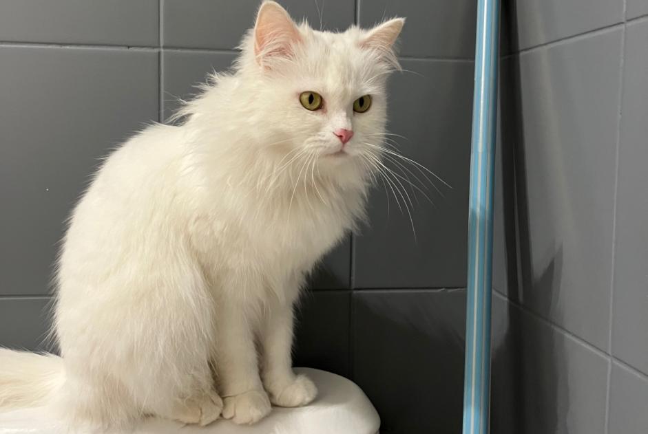 Avviso Ritrovamento Gatto Femmina , 1 anno Limoges Francia