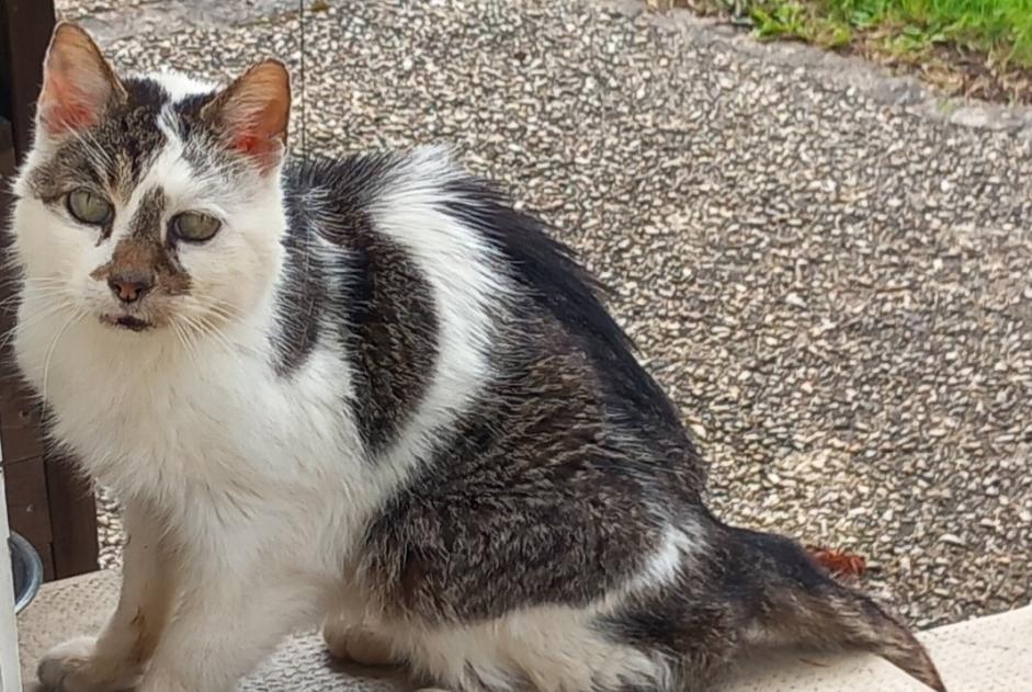 Avviso Ritrovamento Gatto Maschio Limoges Francia