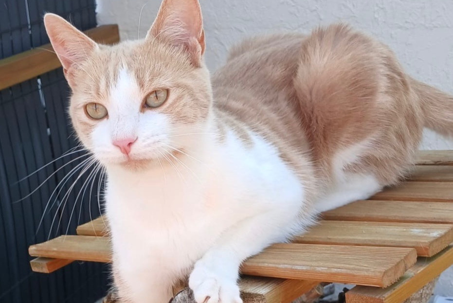 Avviso scomparsa Gatto Maschio , 3 anni Vicq-sur-Breuilh Francia