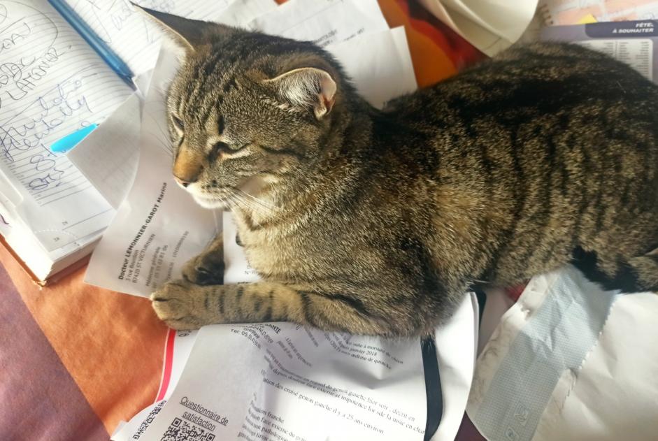 Alerta desaparecimento Gato cruzamento Macho , 1 anos Saint-Junien France Alerta desaparecimento Gato cruzamento Macho , 1 anos Saint-Junien France
