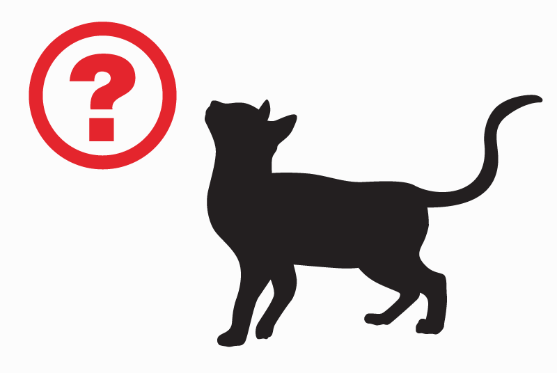 Disappearance alert Cat  Male , 8 years Limoges France